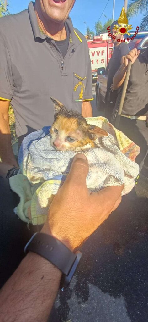 Incendio in un canneto, intervento dei Vigili del Fuoco che salvano un gattino 2 2 3