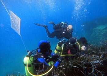 Tutela Posidonia, Greco (Epmr): Calabria in prima fila come laboratorio di sostenibilità per il Mediterraneo 7 Tutela Posidonia, Greco (Epmr): Calabria in prima fila come laboratorio di sostenibilità per il Mediterraneo