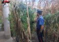 Africo Nuovo, ai domiciliari nascondeva una piantagione di cannabis. Arrestato