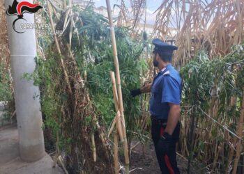 Africo Nuovo, ai domiciliari nascondeva una piantagione di cannabis. Arrestato