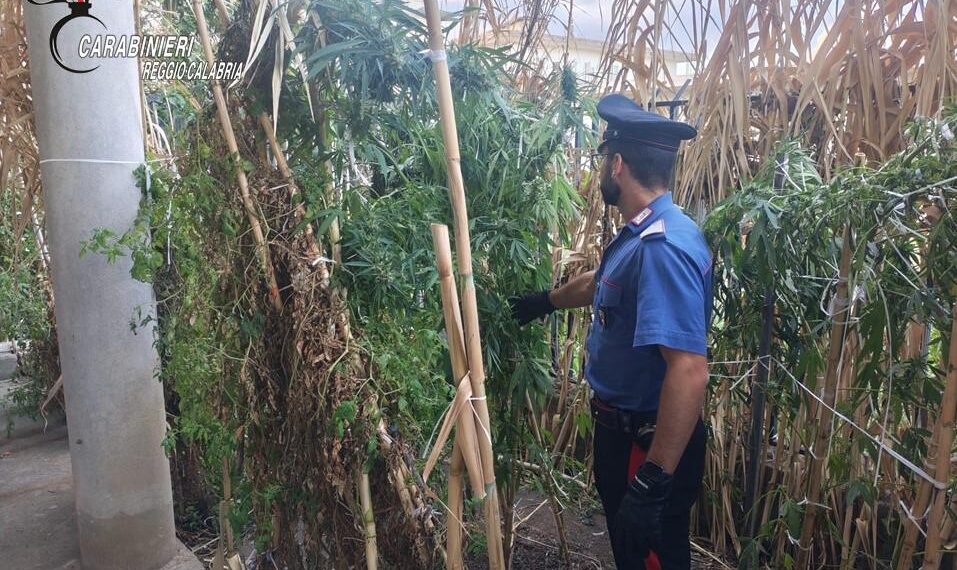 Africo Nuovo, ai domiciliari nascondeva una piantagione di cannabis. Arrestato 1 Africo Nuovo, ai domiciliari nascondeva una piantagione di cannabis. Arrestato
