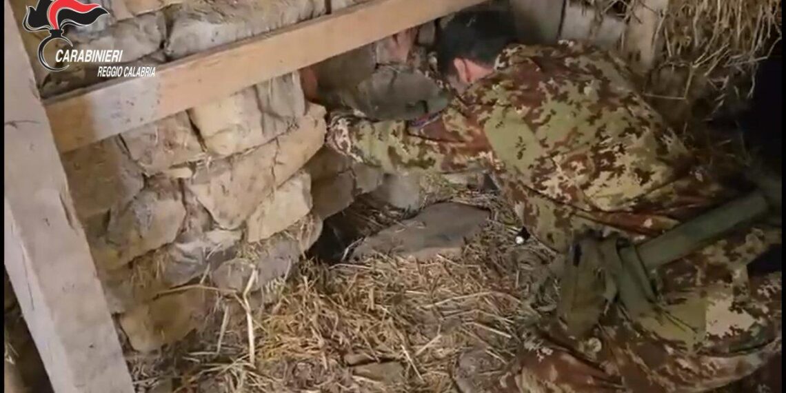 Scoperta piantagione “indoor” in un bunker sotterraneo a Platì (VIDEO)