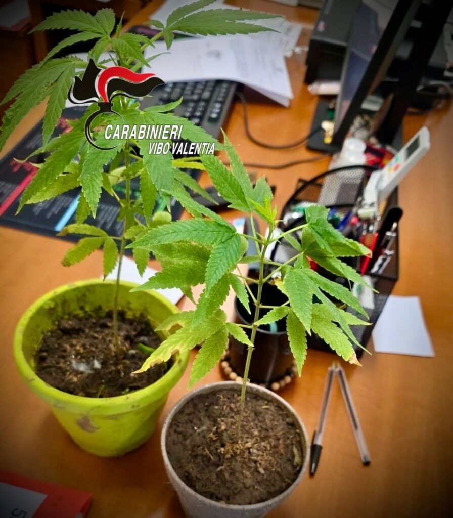 Armi, droga, ricettazione e lavoro nero: otto persone denunciate dai Carabinieri della Compagnia di Vibo Valentia 2 WhatsApp Image 2025 10 26 at 19.01.42
