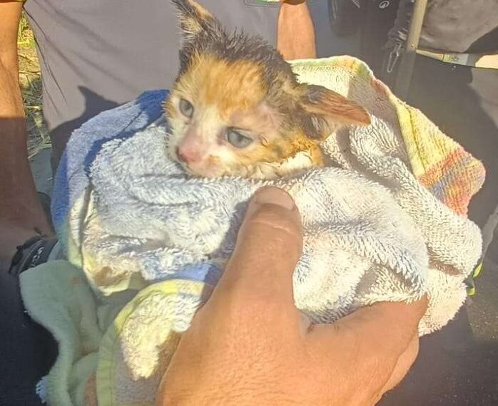 Incendio in un canneto, intervento dei Vigili del Fuoco che salvano un gattino 1 Incendio in un canneto, intervento dei Vigili del Fuoco che salvano un gattino