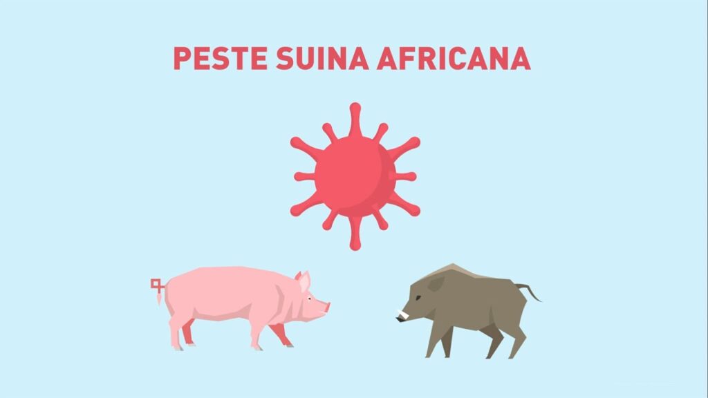Calabria, rimossa la zona di restrizione per la Peste Suina Africana: una vittoria per agricoltori e allevatori 1 maxresdefault