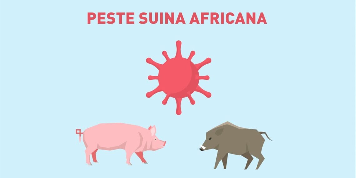 Calabria, rimossa la zona di restrizione per la Peste Suina Africana: una vittoria per agricoltori e allevatori