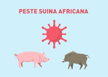 Calabria, rimossa la zona di restrizione per la Peste Suina Africana: una vittoria per agricoltori e allevatori 5 Calabria, rimossa la zona di restrizione per la Peste Suina Africana: una vittoria per agricoltori e allevatori