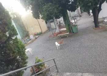 Alcuni cani randagi hanno tentato di aggredire il cappellano del cimitero di Catanzaro