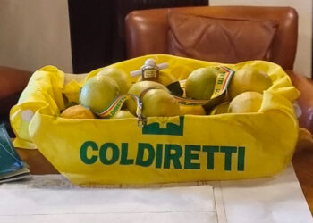 Campagna agrumicola in corso diverse storture di mercato. Sostenere le produzioni locali