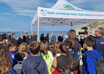 A Santa Domenica, nella splendida spiaggia di Formicoli, reintrodotte in natura due tartarughe (VIDEO)