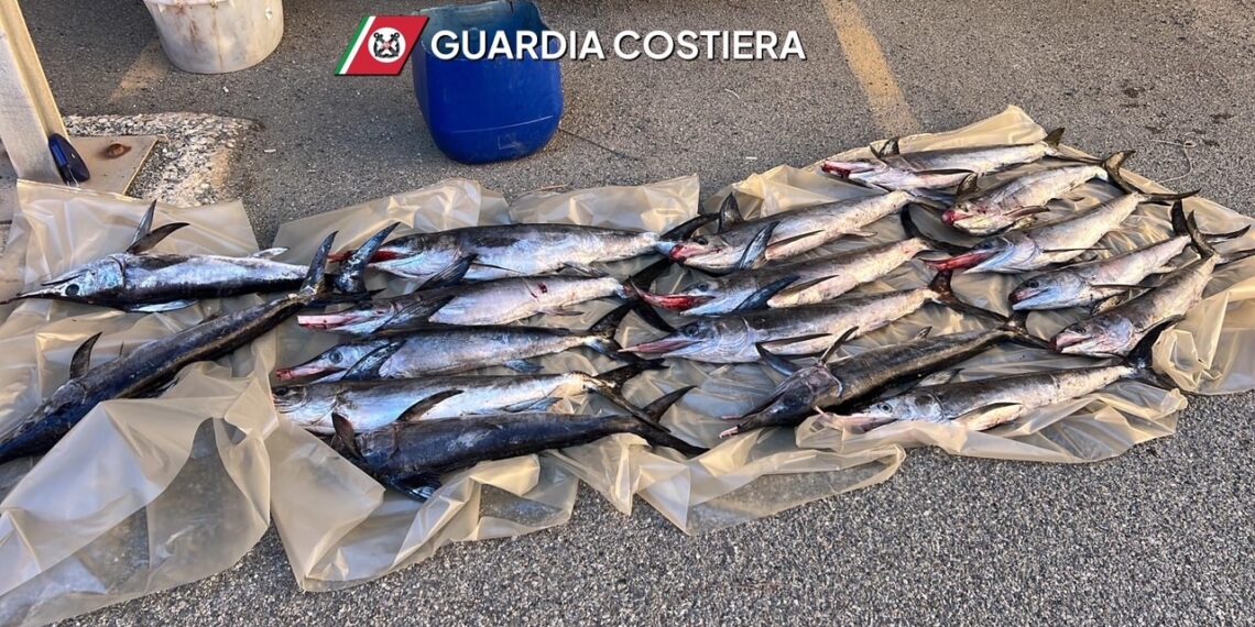 Guardia Costiera di Vibo Valentia: sequestrati 17 esemplari di pesce spada sotto misura