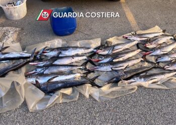 Guardia Costiera di Vibo Valentia: sequestrati 17 esemplari di pesce spada sotto misura