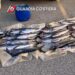 Guardia Costiera di Vibo Valentia: sequestrati 17 esemplari di pesce spada sotto misura
