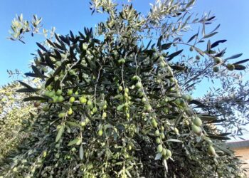 Cala il prezzo dell’olio extravergine, Coldiretti chiede subito controlli rapidi per sventare il pericolo di frodi