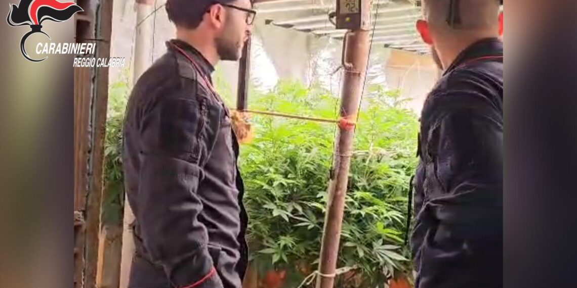 I Carabinieri scoprono nelle campagne di Platì un laboratorio indoor di marijuana (VIDEO) 1 I Carabinieri scoprono nelle campagne di Platì un laboratorio indoor di marijuana (VIDEO)