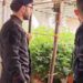 I Carabinieri scoprono nelle campagne di Platì un laboratorio indoor di marijuana (VIDEO)