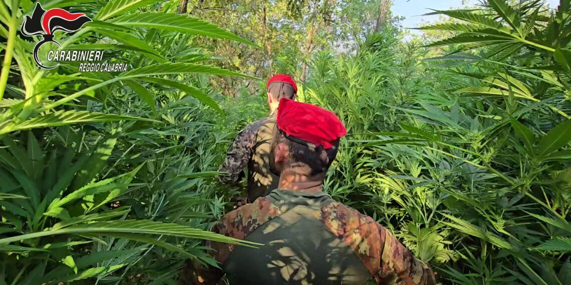 Piantagione di marijuana scoperta dai Carabinieri nella Piana di Gioia Tauro