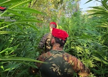 Piantagione di marijuana scoperta dai Carabinieri nella Piana di Gioia Tauro