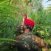Piantagione di marijuana scoperta dai Carabinieri nella Piana di Gioia Tauro 8 Piantagione di marijuana scoperta dai Carabinieri nella Piana di Gioia Tauro