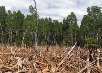 Deforestazione, Denis Nesci (FdI): “Vittoria politica storica. La Calabria torna a respirare” 4 Deforestazione, Denis Nesci (FdI): “Vittoria politica storica. La Calabria torna a respirare”