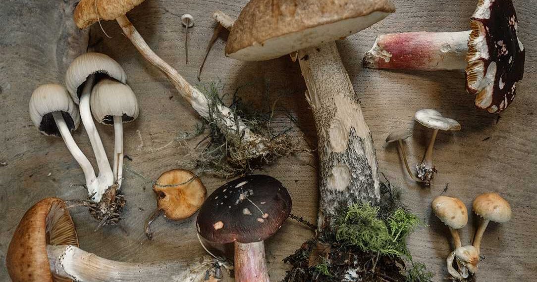Funghi velenosi