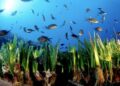 Raffaele Greco (Ente Parchi Marini): con i campi ormeggio, tutela senza precedenti per la Posidonia