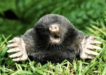 “Talpe, consigliori e altri animali di Palazzo”. L'autunno caldo del sindaco Enzo Romeo 13 “Talpe, consigliori e altri animali di Palazzo”. L’autunno caldo del sindaco Enzo Romeo