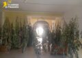 Scoperta a Cetraro una piantagione di cannabis all’interno di un appartamento (VIDEO)