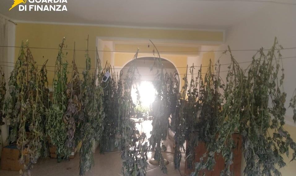 Scoperta a Cetraro una piantagione di cannabis all’interno di un appartamento (VIDEO)