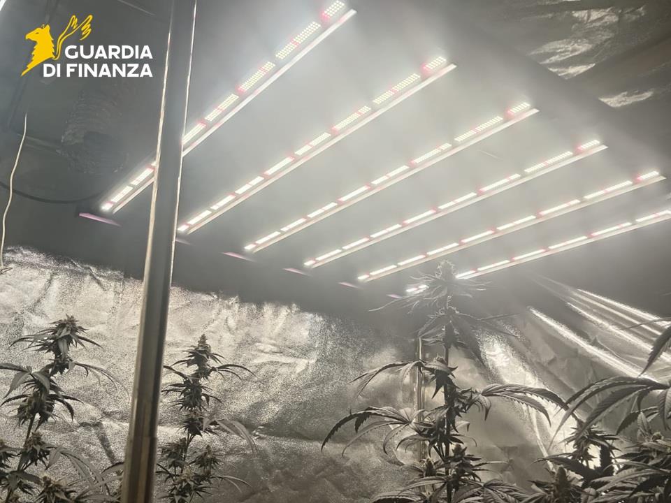 02122025 052025 Gdf4