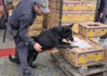 Sequestro di beni originato dalla tassazione dei proventi illeciti del narcotraffico (VIDEO)