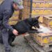 Sequestro di beni originato dalla tassazione dei proventi illeciti del narcotraffico (VIDEO)