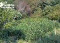 Sequestrata una piantagione di cannabis coltivata su un terreno nel comune di Tarsia (VIDEO)