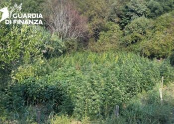 Sequestrata una piantagione di cannabis coltivata su un terreno nel comune di Tarsia (VIDEO)