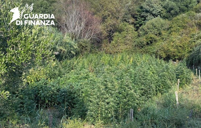 Sequestrata una piantagione di cannabis coltivata su un terreno nel comune di Tarsia (VIDEO) 1 Sequestrata una piantagione di cannabis coltivata su un terreno nel comune di Tarsia (VIDEO)