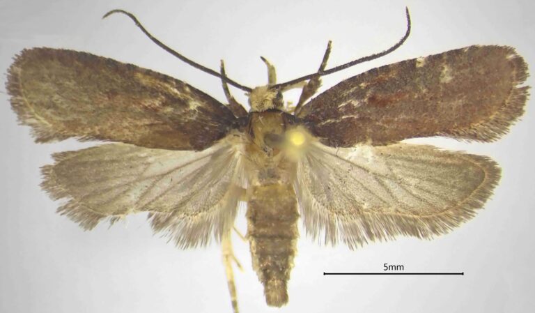 Scoperta a Polia una nuova specie di falena 1 Scoperta a Polia una nuova specie di falena