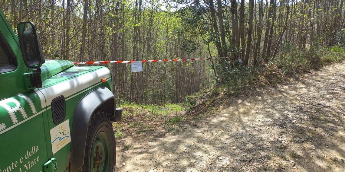 Operazioni dei Carabinieri Forestali contro tagli boschivi irregolari e furto di materiale legnoso