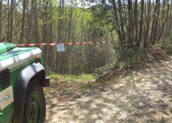 Operazioni dei Carabinieri Forestali contro tagli boschivi irregolari e furto di materiale legnoso