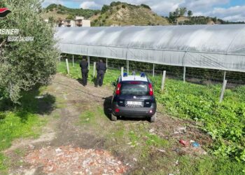 Scoperti in Aspromonte 35 mila metri quadrati di serre abusive in area protetta (VIDEO) 5 Scoperti in Aspromonte 35 mila metri quadrati di serre abusive in area protetta (VIDEO)