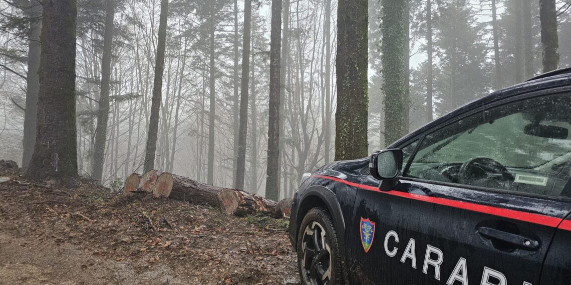 I Carabinieri denunciano un imprenditore boschivo per taglio irregolare di alberi del demanio regionale 1 I Carabinieri denunciano un imprenditore boschivo per taglio irregolare di alberi del demanio regionale