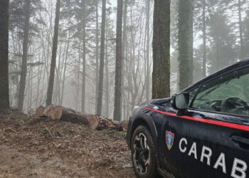 I Carabinieri denunciano un imprenditore boschivo per taglio irregolare di alberi del demanio regionale 6 I Carabinieri denunciano un imprenditore boschivo per taglio irregolare di alberi del demanio regionale
