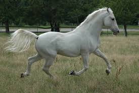 Il racconto della domenica. Il senso della vita e la tripletta “nonsense”