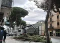 Domani verranno abbattuti altri pini in via Dante Alighieri