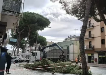 Domani verranno abbattuti altri pini in via Dante Alighieri