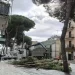 Domani verranno abbattuti altri pini in via Dante Alighieri