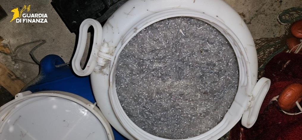 Sequestrati circa 55 chili di novellame di sarda dalla Guardia di Finanza 2 19012026 032518 logo 1