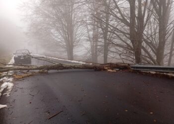 Alberi che crollano sulle strade: il paradosso di Nardodipace e l’allarme del sindaco Loielo