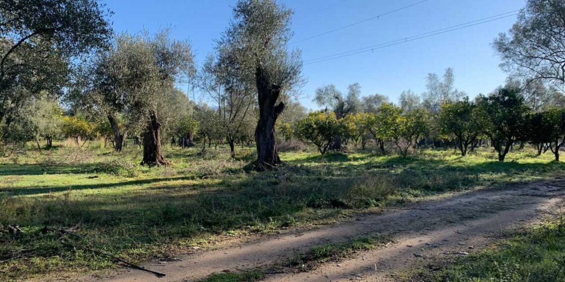 Furto di agrumi a Rosarno, la solidarietà di Coldiretti Calabria all’azienda Tenuta Badia ancora una volta sotto tiro