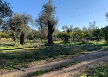 Furto di agrumi a Rosarno, la solidarietà di Coldiretti Calabria all’azienda Tenuta Badia ancora una volta sotto tiro