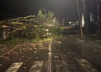 Maltempo, la solidarietà della Cisl Magna Grecia alle popolazioni colpite 5 Ciclone Harry, il Vibonese si è risvegliato in ginocchio. Strage di alberi a Vibo Valentia